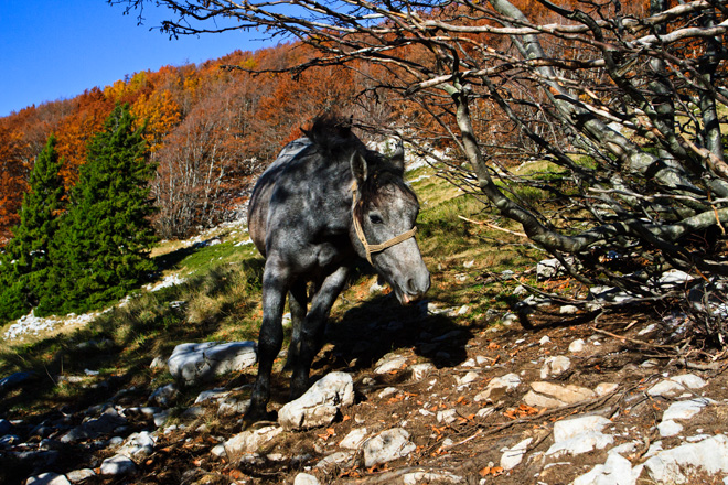 Đir do Zavižana, sjeverni Velebit, foto: Leo Banić