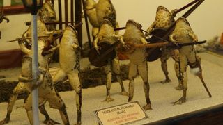 Zbirka od 500-tinjak prepariranih zaba u ljudskim situacijama, smjestena u bivsem kinu Tesla, prema rijecima vlasnika Ivana Medveseka, ne naliazi na dovoljno zanimanje institucija RH pa bi uskoro trebala preseliti u London. Photo: Ivo Cagalj/PIXSELL Zbirka od 500-tinjak prepariranih zaba u ljudskim situacijama, smjestena u bivsem kinu Tesla, prema rijecima vlasnika Ivana Medveseka, ne naliazi na dovoljno zanimanje institucija RH pa bi uskoro trebala preseliti u London. Photo: Ivo Cagalj/PIXSELL