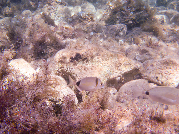 OLYMPUS DIGITAL CAMERA OLYMPUS DIGITAL CAMERA