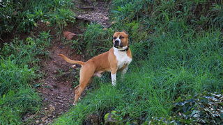 Đir po gradu 6. veljače 2014, Foto: Roberto Lerga