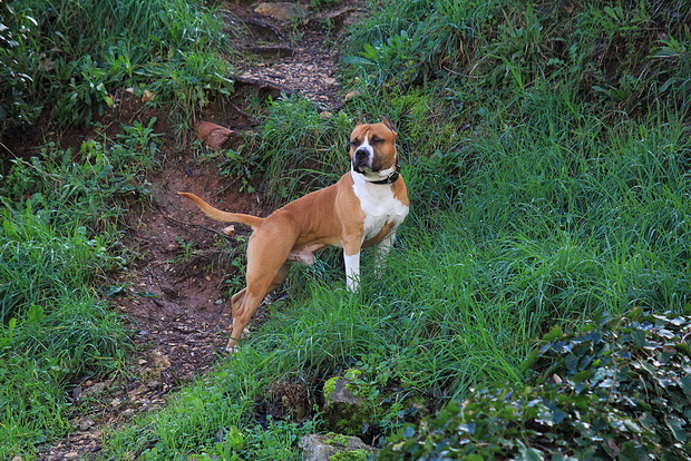 Đir po gradu 6. veljače 2014, Foto: Roberto Lerga