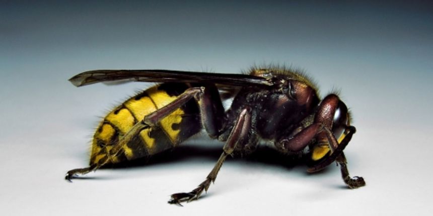 Stršljen (foto: wikimedia.org)