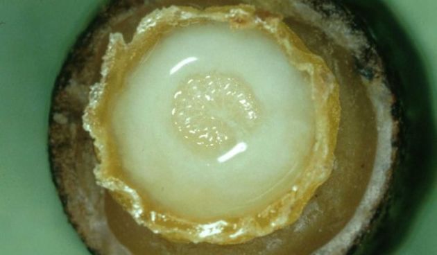 Matična mliječ 8 foto: pcelarstvo.hr 9