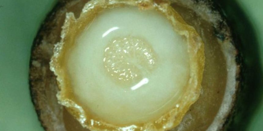 Matična mliječ 8 foto: pcelarstvo.hr 9 Matična mliječ 8 foto: pcelarstvo.hr 9