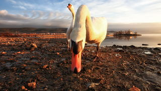 Prekrasni labuđi par u blizini crkvice Sv. Duha, Foto: Roberto Lerga Prekrasni labuđi par u blizini crkvice Sv. Duha, Foto: Roberto Lerga