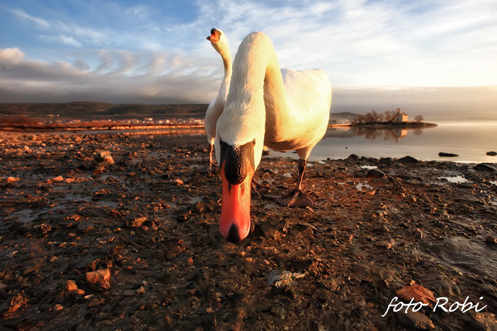 Prekrasni labuđi par u blizini crkvice Sv. Duha, Foto: Roberto Lerga Prekrasni labuđi par u blizini crkvice Sv. Duha, Foto: Roberto Lerga