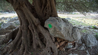 Berba maslina u Lunu, foto: V. Pesic