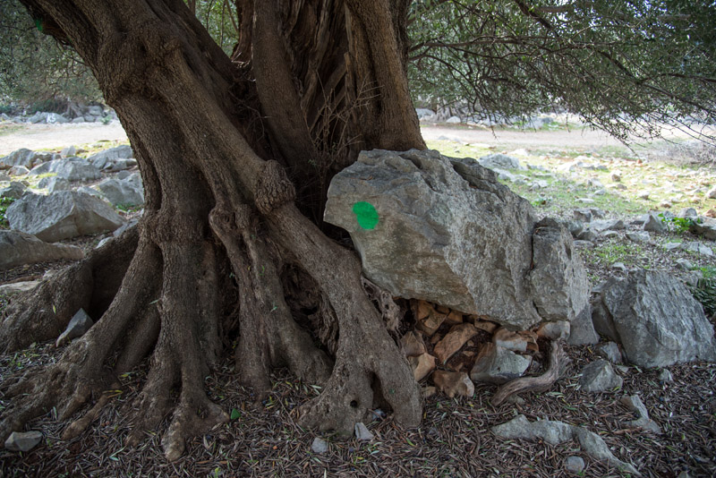 Berba maslina u Lunu, foto: V. Pesic