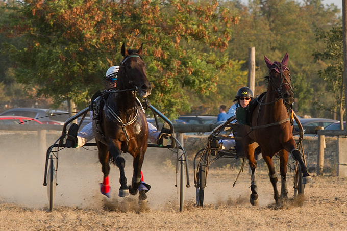 Polača: 14. Međunarodne konjičke utrke “Oluja 95”, Foto: Leo Banić Polača: 14. Međunarodne konjičke utrke “Oluja 95”, Foto: Leo Banić