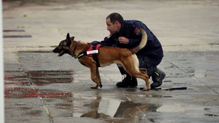 Zadar, 060513.
Vatrogasni dom Zadar.
Pokazna vjezba vatrogasaca povodom obiljezavanja Dana vatrogasaca i njihova zastitnika Svetog Florijana.
Na fotografiji: potrazni pas.
Foto: Jure Miskovic / CROPIX Zadar, 060513.
Vatrogasni dom Zadar.
Pokazna vjezba vatrogasaca povodom obiljezavanja Dana vatrogasaca i njihova zastitnika Svetog Florijana.
Na fotografiji: potrazni pas.
Foto: Jure Miskovic / CROPIX