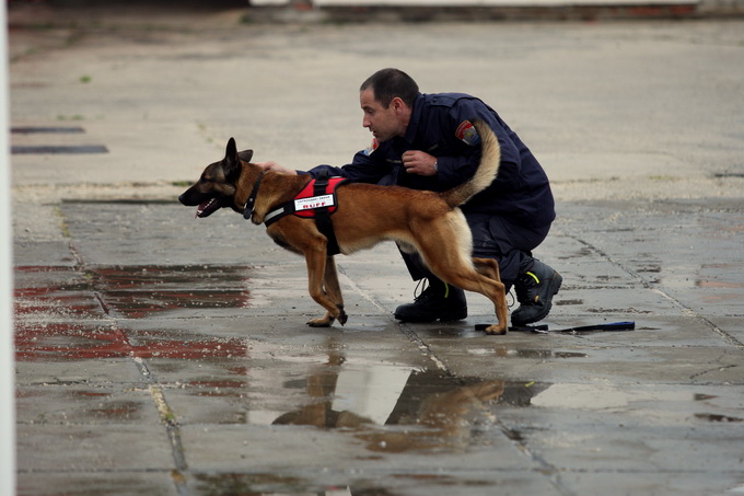 Zadar, 060513.
Vatrogasni dom Zadar.
Pokazna vjezba vatrogasaca povodom obiljezavanja Dana vatrogasaca i njihova zastitnika Svetog Florijana.
Na fotografiji: potrazni pas.
Foto: Jure Miskovic / CROPIX Zadar, 060513.
Vatrogasni dom Zadar.
Pokazna vjezba vatrogasaca povodom obiljezavanja Dana vatrogasaca i njihova zastitnika Svetog Florijana.
Na fotografiji: potrazni pas.
Foto: Jure Miskovic / CROPIX