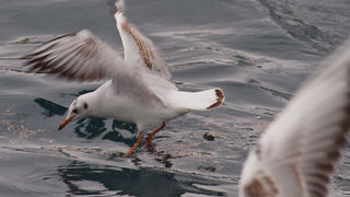 Ribarice u zadarskoj luci, Foto: Leo Banić
