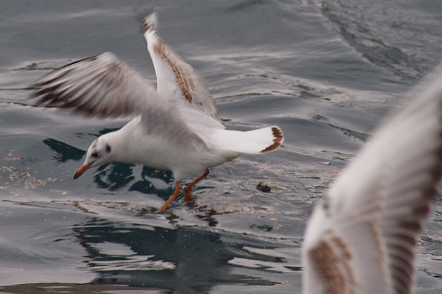 Ribarice u zadarskoj luci, Foto: Leo Banić