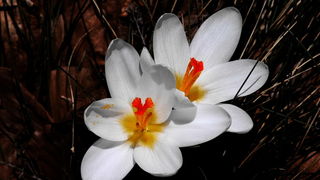 Veliko Rujno – Buljma – Struge