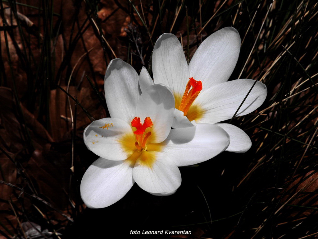 Veliko Rujno – Buljma – Struge