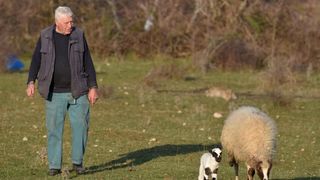 Kaštel Žegarski: Ovca potjerala vuka i ojanjila dva janjčića