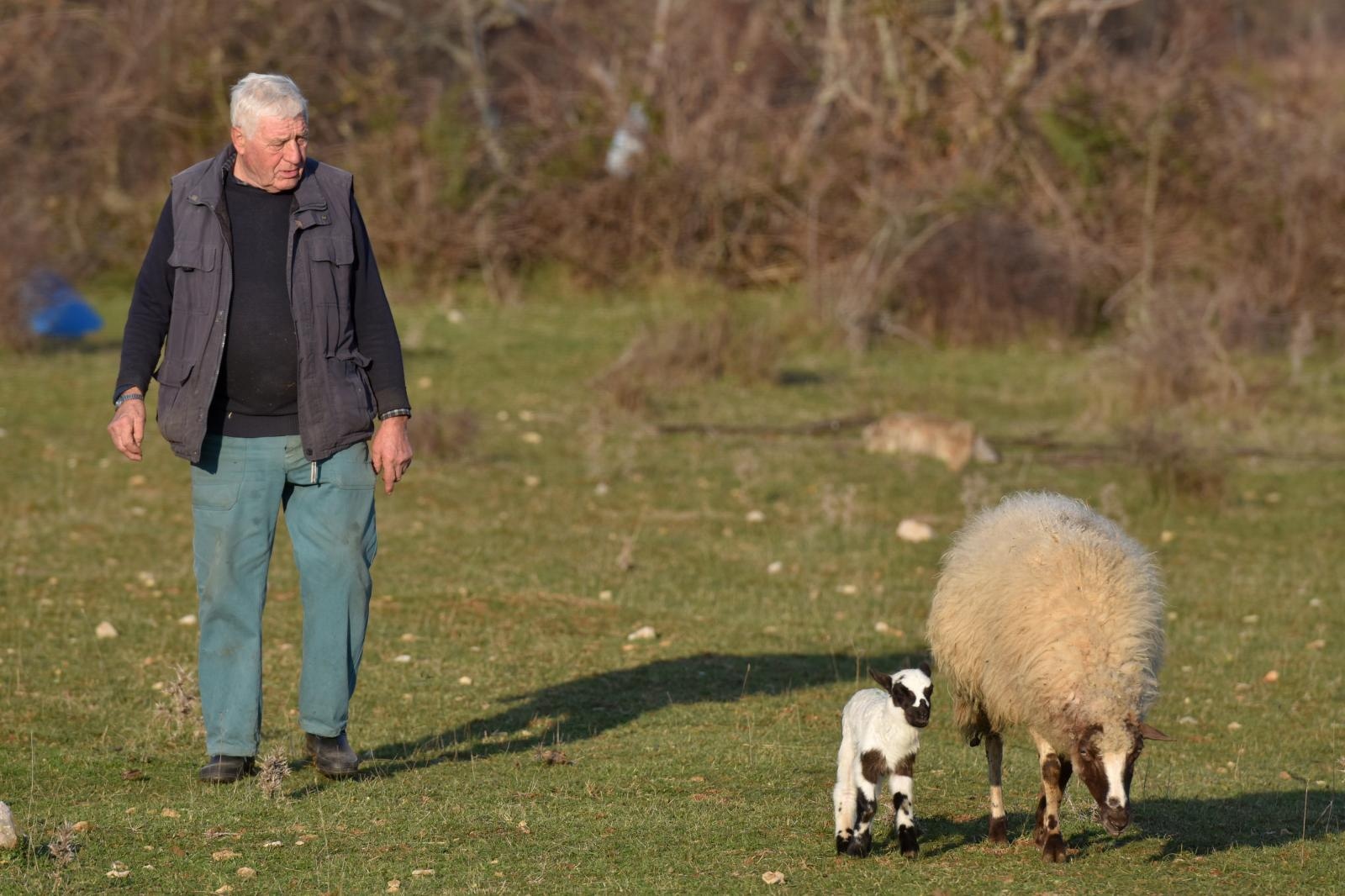 Kaštel Žegarski: Ovca potjerala vuka i ojanjila dva janjčića