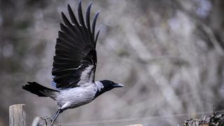 Stanari zagrebačkog Zoološkog vrta u zimskom razdoblju