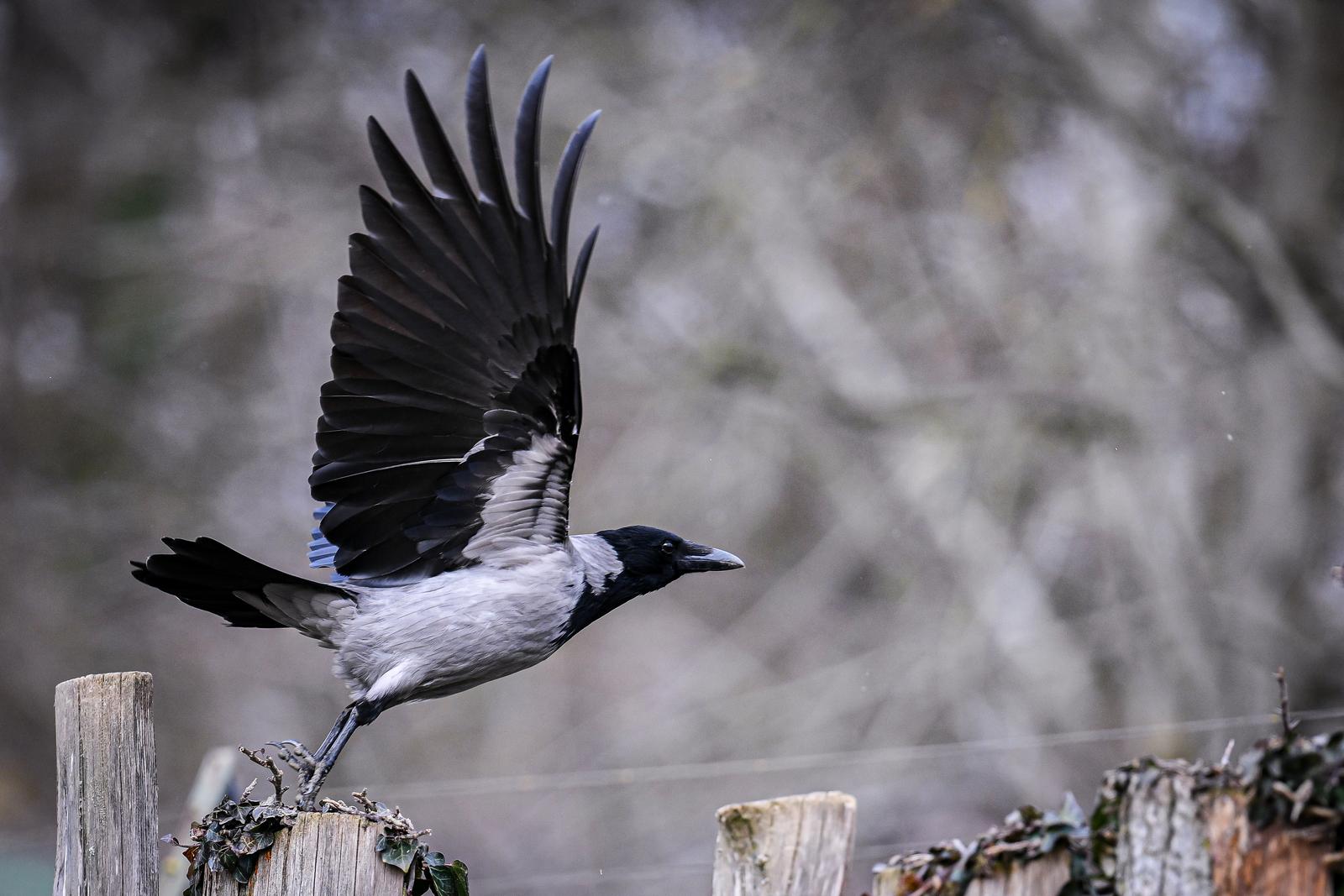 Stanari zagrebačkog Zoološkog vrta u zimskom razdoblju