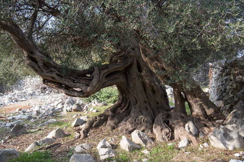 Berba maslina u Lunu, foto: V. Pesic