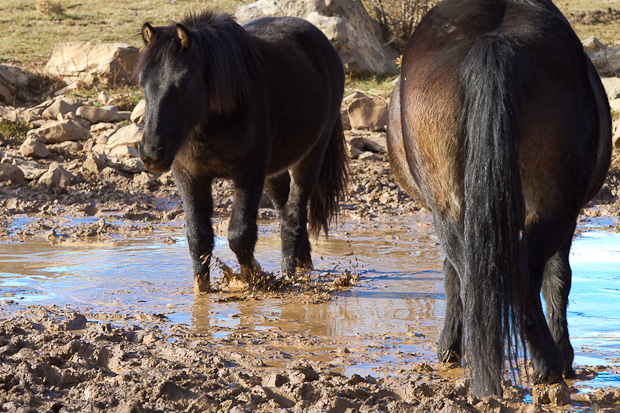 Divlji konji, foto: Leo Banić