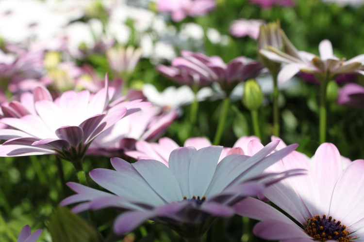 Sveti Filip i Jakov: 11. Dani cvijeca Zadarske zupanije, Foto: Martin Brkljaca Sveti Filip i Jakov: 11. Dani cvijeca Zadarske zupanije, Foto: Martin Brkljaca