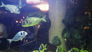 Valentinovo u restoranu Niko, Foto: Saša Čuka Valentinovo u restoranu Niko, Foto: Saša Čuka