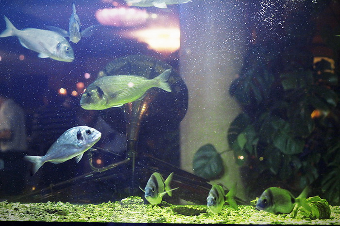 Valentinovo u restoranu Niko, Foto: Saša Čuka Valentinovo u restoranu Niko, Foto: Saša Čuka