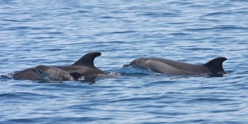 Prinova u obitelji dobrih dupina kod Silbe, Fotografija Institut Plavi svijet Prinova u obitelji dobrih dupina kod Silbe, Fotografija Institut Plavi svijet