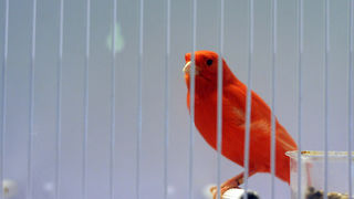 Ornitološko prvenstvo Hrvatske u hotelu Zadar (foto:Saša Čuka)