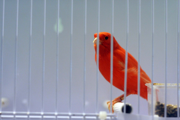 Ornitološko prvenstvo Hrvatske u hotelu Zadar (foto:Saša Čuka)