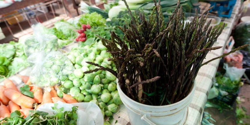 Zadar, 210312.
Unatoc velikoj susi koja vlada u zadarskom kraju, ovih dana na zadarskoj trznici su se pojavile prve sparoge.
Foto: Luka Gerlanc / CROPIX