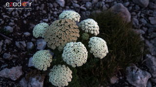 Prekrasna zvjezdana noć na Tulovim gredama Prekrasna zvjezdana noć na Tulovim gredama