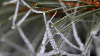 Zbog jutarnjih temperatura u minusu raslinje na kontinentu je prekriveno injem