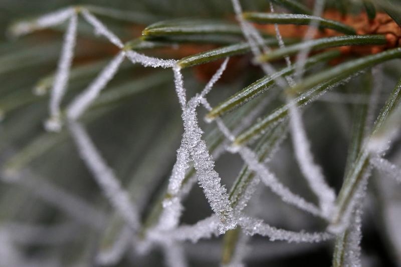 Zbog jutarnjih temperatura u minusu raslinje na kontinentu je prekriveno injem