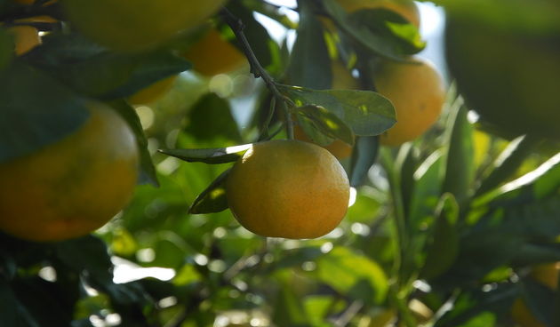 Metkovic, 131012.
Berba nandarina u Dolini neretve na plantazi Zeljke Palinic.
Ove jeseni u Dolini Neretve ubrati ce se 60 tisuca tona ovog voca, od cega ce se vecina izvesti na trziste zemlja EU i Rusije. Ministarstvo poljoprivrede potice otkup mandarine
