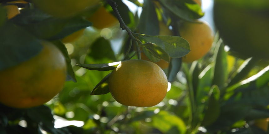 Metkovic, 131012.
Berba nandarina u Dolini neretve na plantazi Zeljke Palinic.
Ove jeseni u Dolini Neretve ubrati ce se 60 tisuca tona ovog voca, od cega ce se vecina izvesti na trziste zemlja EU i Rusije. Ministarstvo poljoprivrede potice otkup mandarine