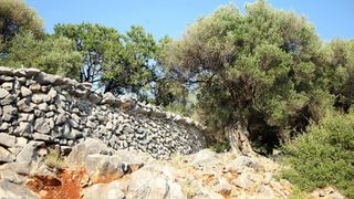 Lun: u posjeti tisućljetnom masliniku, Foto: Luka Stanzl/PIXSELL Lun: u posjeti tisućljetnom masliniku, Foto: Luka Stanzl/PIXSELL