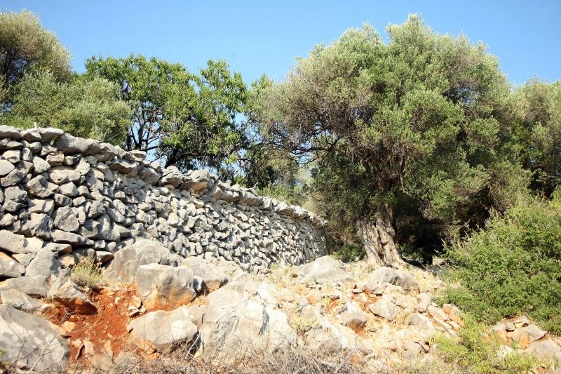 Lun: u posjeti tisućljetnom masliniku, Foto: Luka Stanzl/PIXSELL Lun: u posjeti tisućljetnom masliniku, Foto: Luka Stanzl/PIXSELL