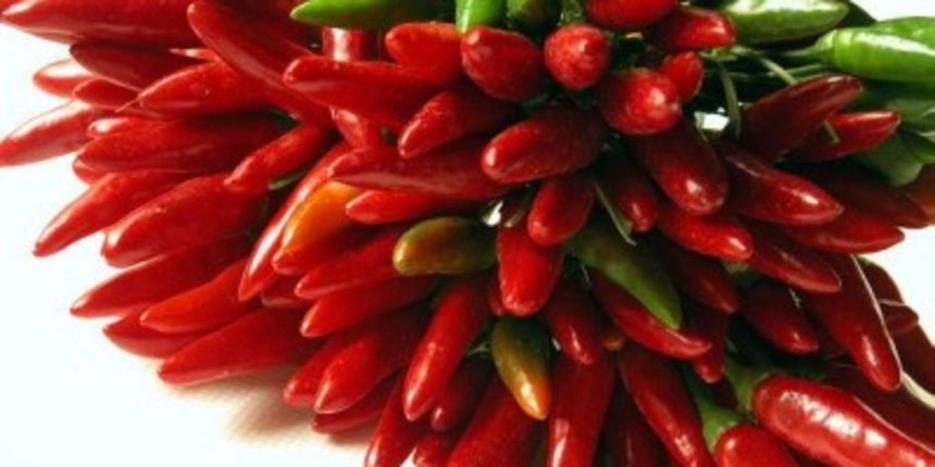 Ljute papričice, foto: tportal.hr Ljute papričice, foto: tportal.hr