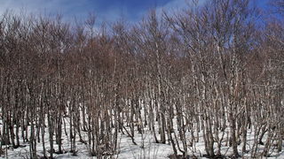 Veliko Rujno – Buljma – Struge