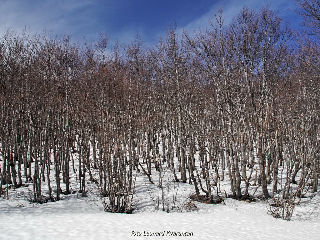 Veliko Rujno – Buljma – Struge