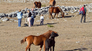 Velebitski divlji konji, Foto: Leo Banić