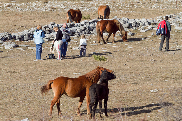 Velebitski divlji konji, Foto: Leo Banić