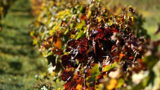 Boje jeseni u vinogradu Boje jeseni u vinogradu