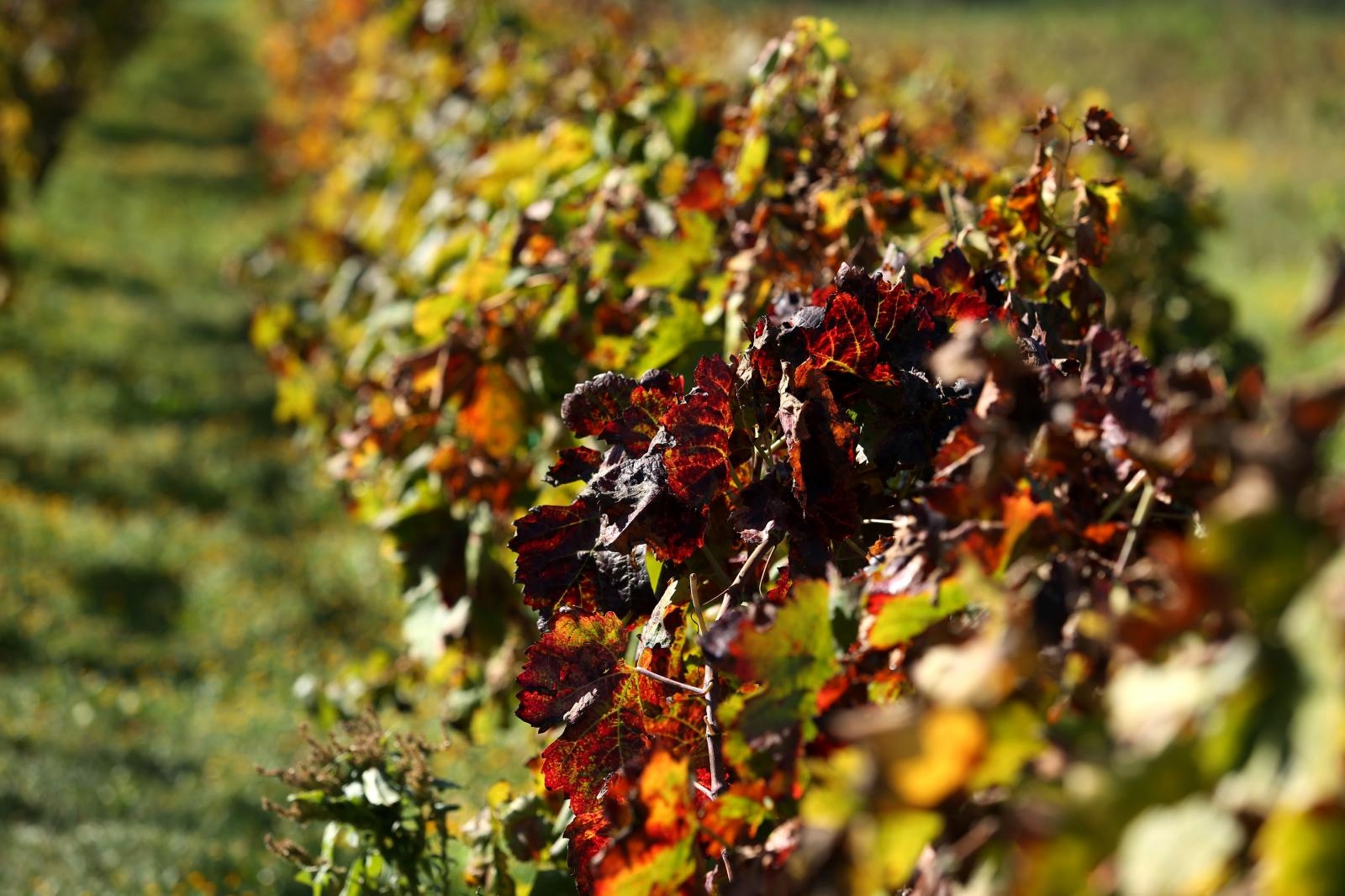 Boje jeseni u vinogradu Boje jeseni u vinogradu