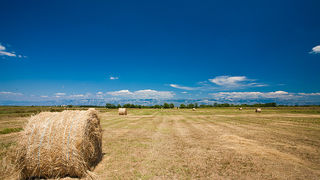 Zlatno žito Dalmacije, slama, foto: Leo Banić