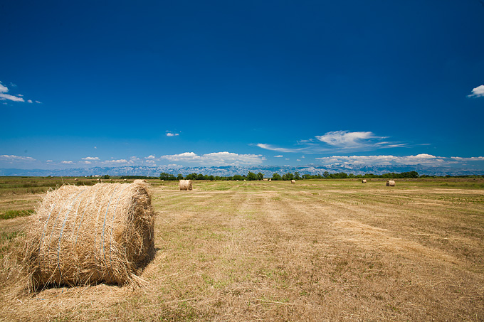 Zlatno žito Dalmacije, slama, foto: Leo Banić