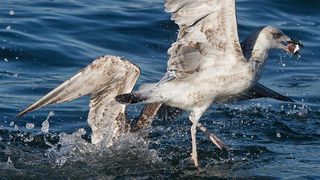 Jutarnja svađa galebova, foto: Leo Banić