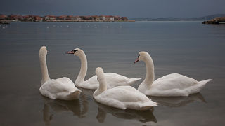 Labudovi u Bibinjama 10. siječnja 2013, Foto: Leo Banić